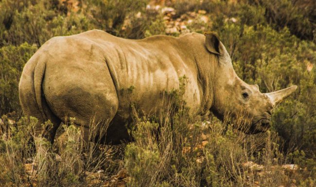 Safari view of rhino walking